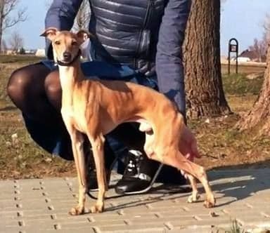Amerigo Del Barone Rampante 1