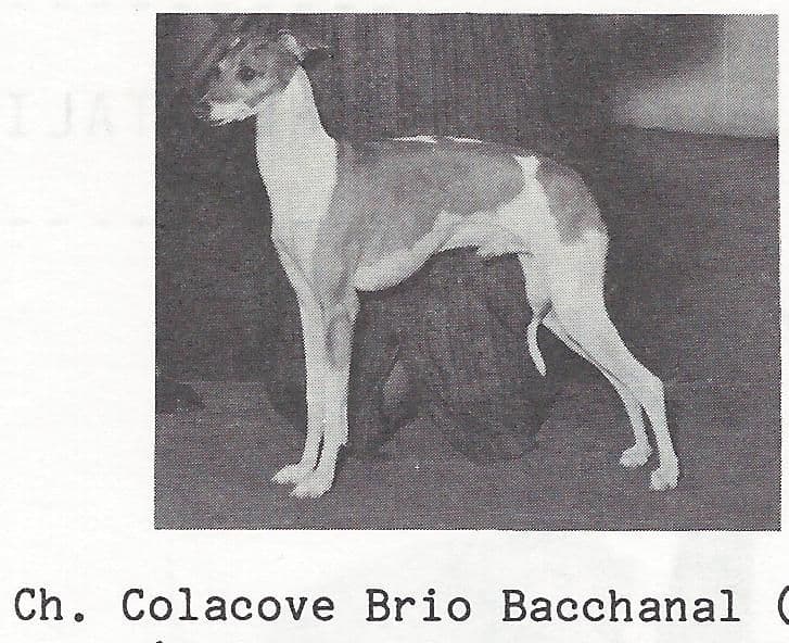 Colacove Brio Bacchanal 1