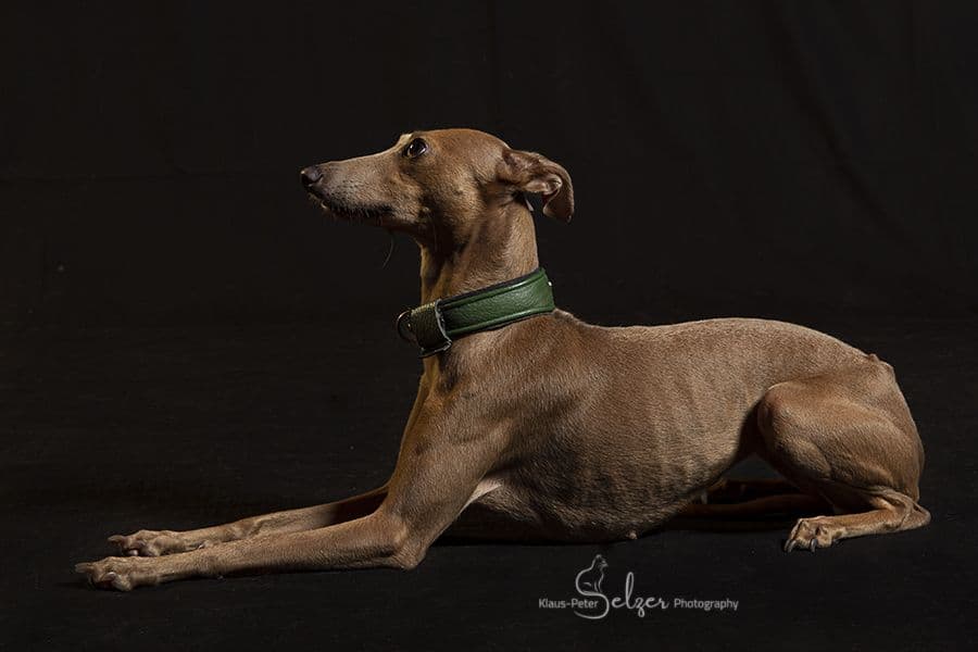 House Of Hounds Scarlet 1