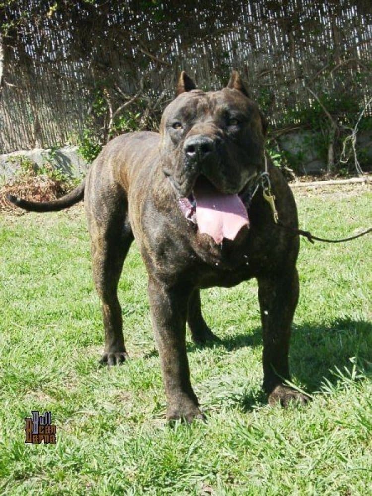 VAMPIRO DE BARNACAN BULL 1