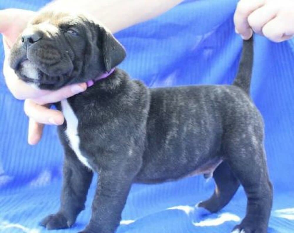 BOSS BULL CANARIO TROL 1