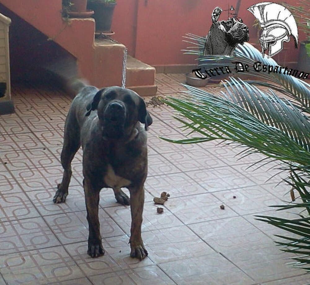 CHISPI DE TIERRA DE ESPARTANOS 1