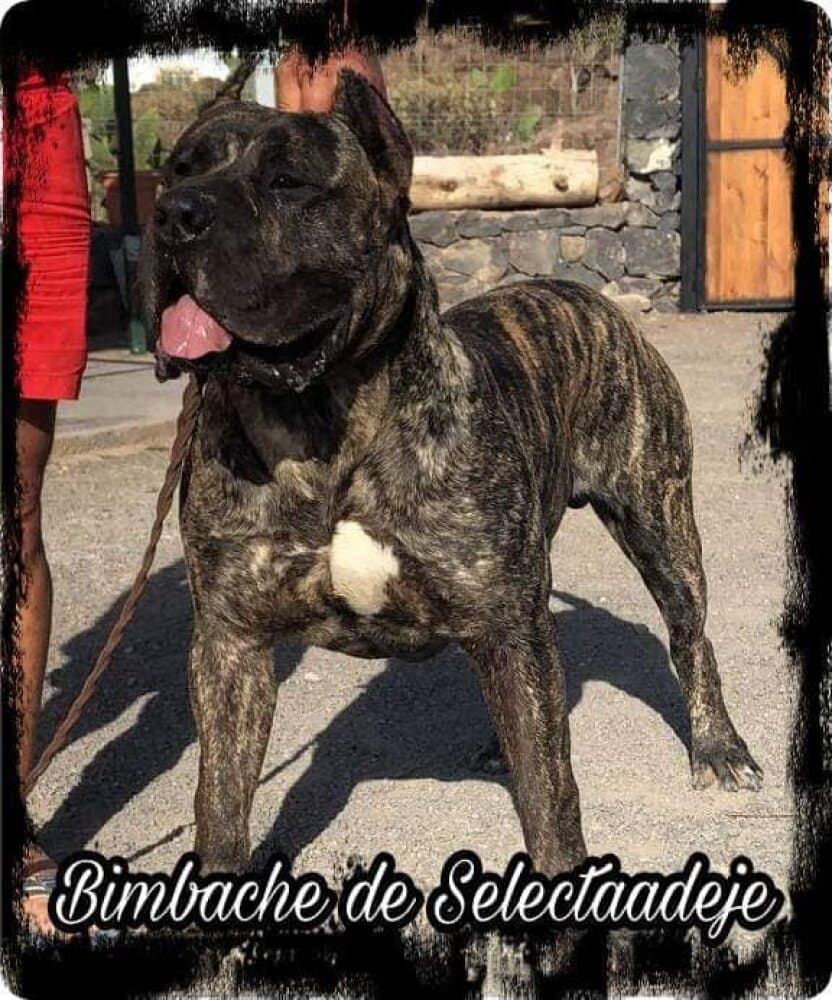 BIMBACHE DE SELECTA ADEJE 1