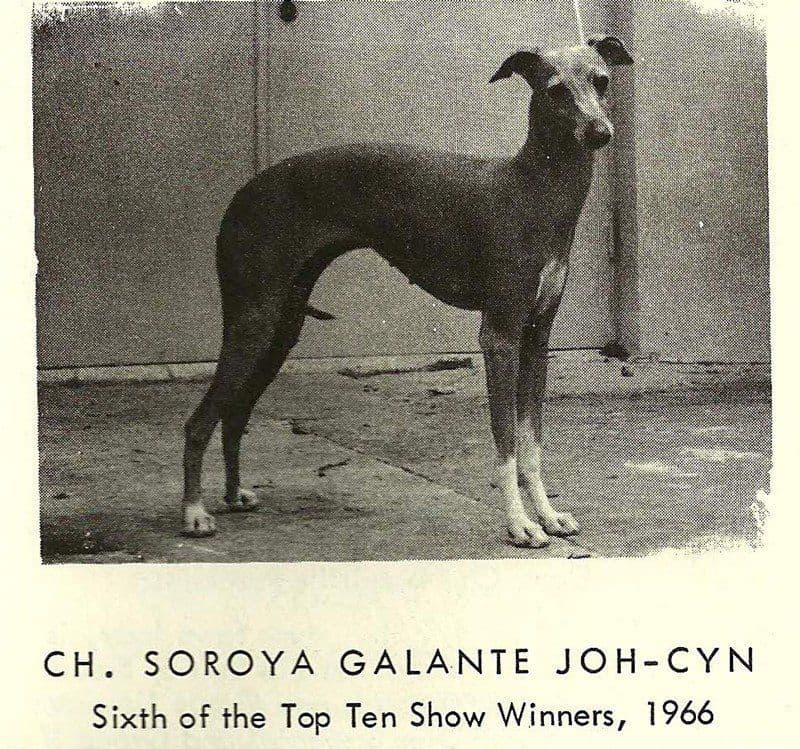 Soroya Galante Joh-Cyn 1