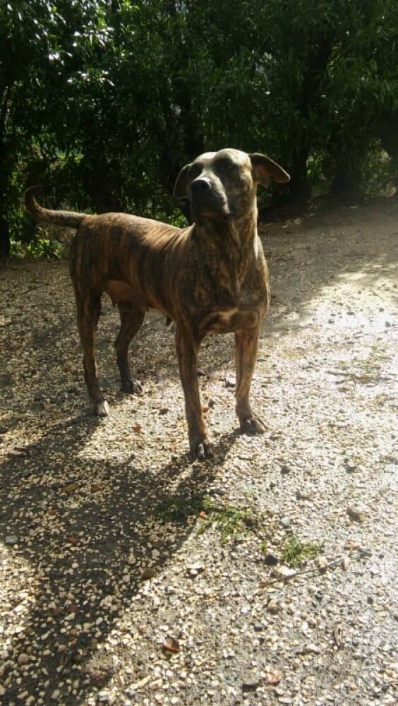 COBRA DE CASA CAMARINHA 1