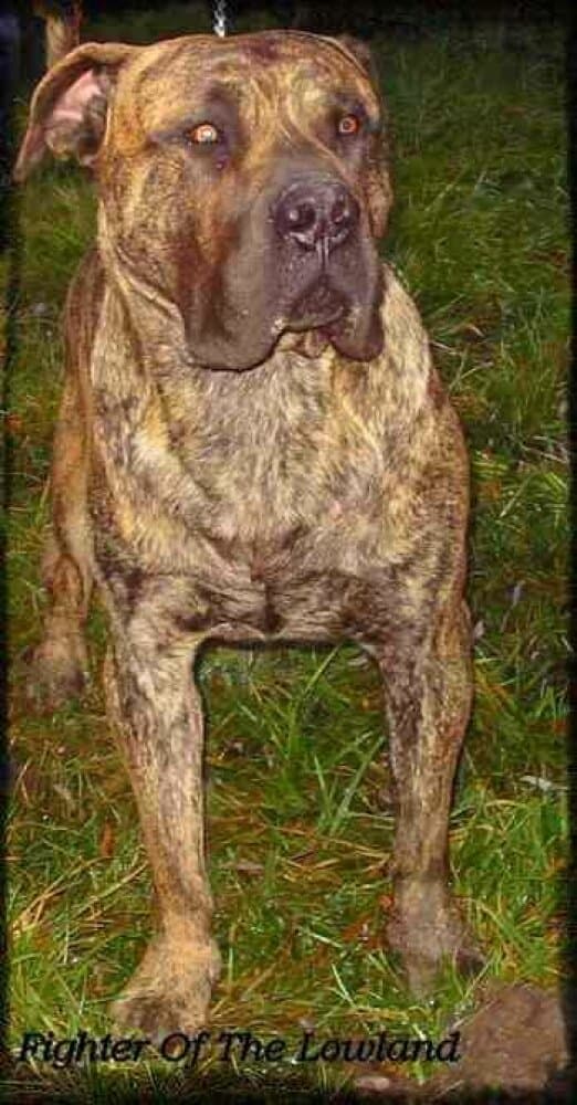 CURRITO BALUARTE DE LOS PERROS 1
