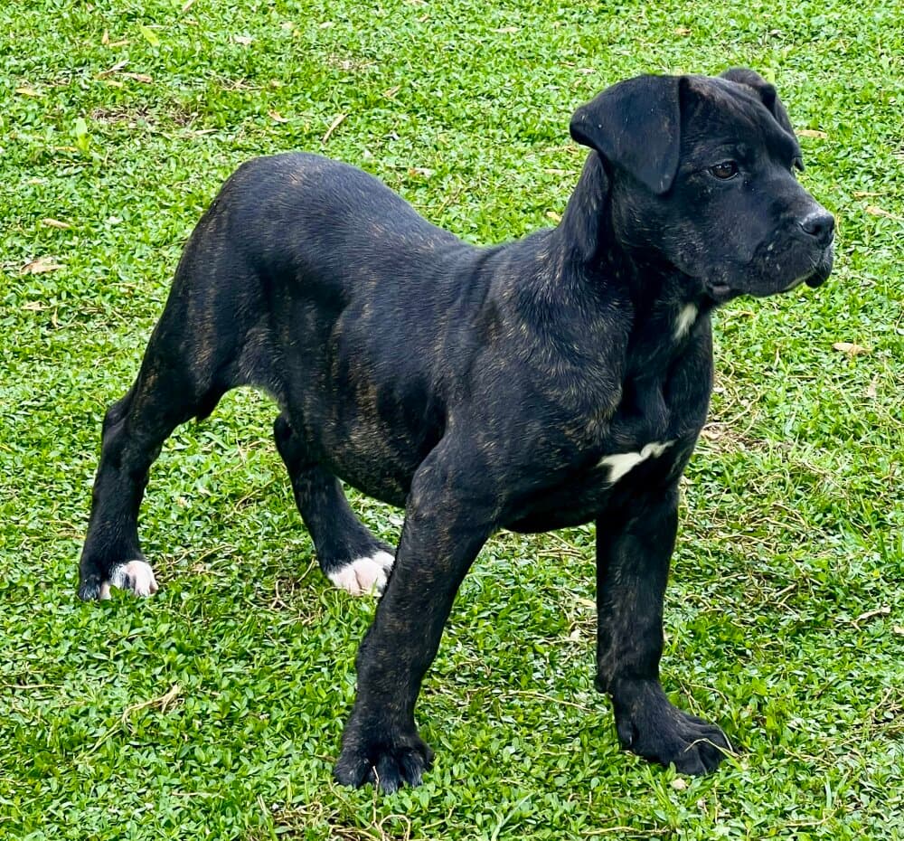 DRAGA DE KING ZULU 1