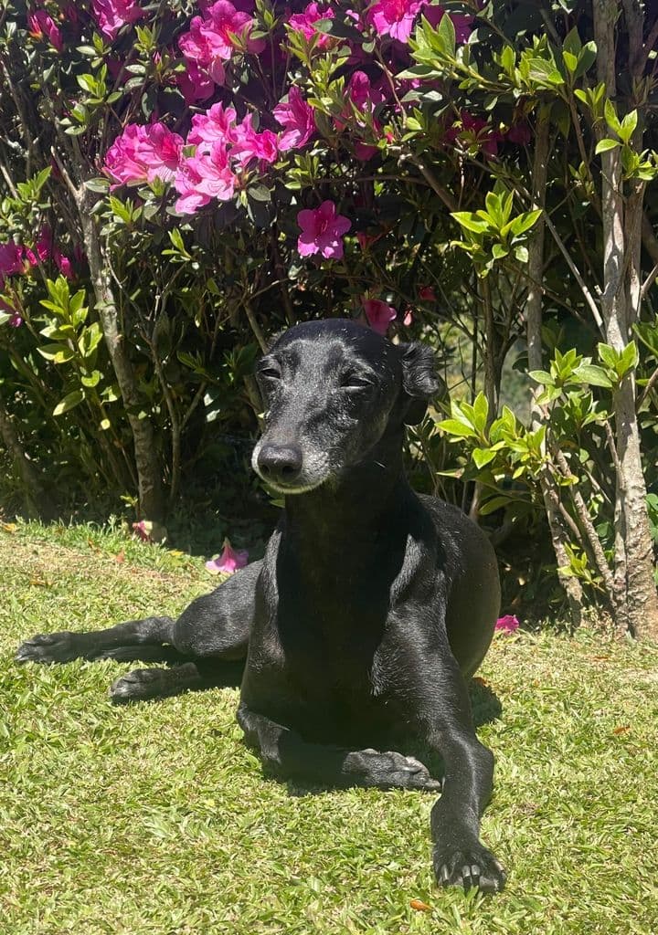 Dogcastle Citric 1