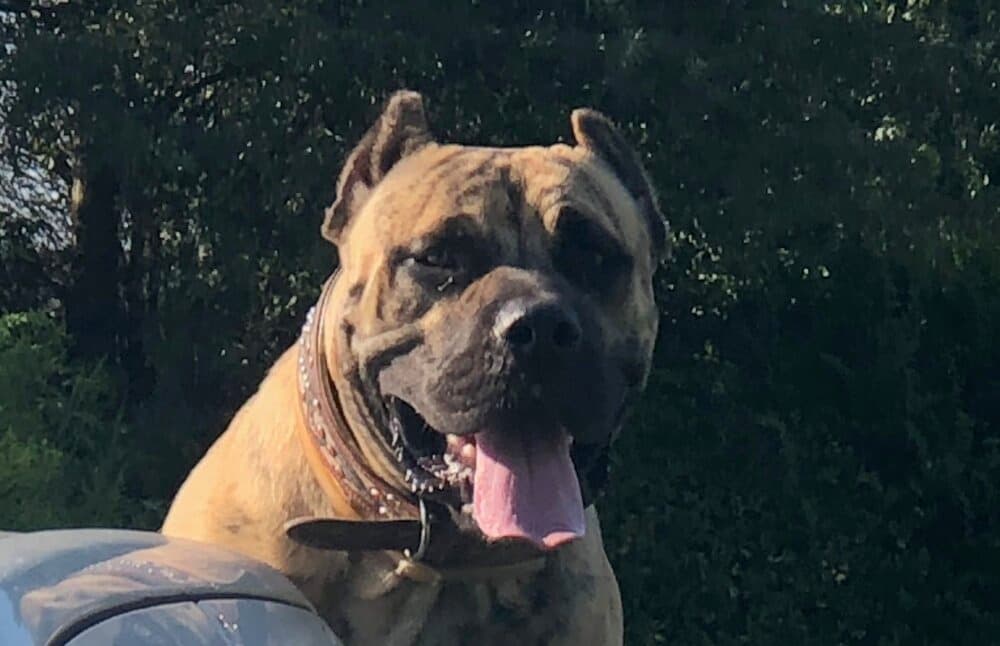 PERRO DE PRESA CANARIO 1