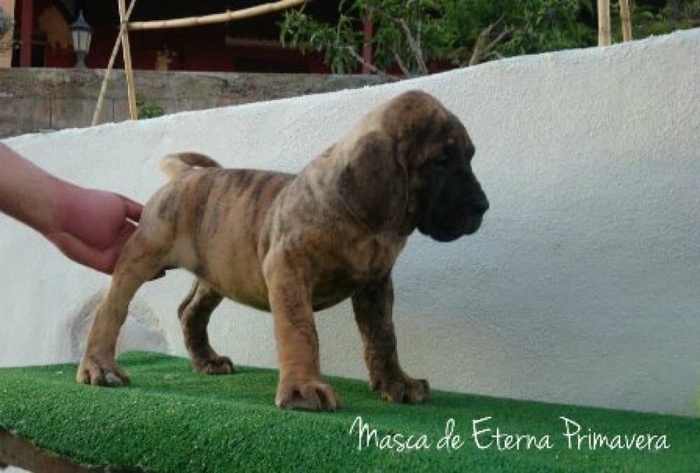 MASCA DE ETERNA PRIMAVERA 1