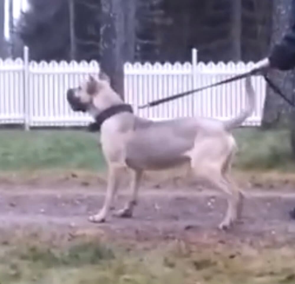 ROMO DE KING ZULU 1