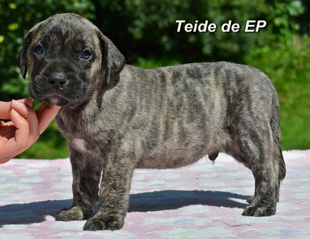 TEIDE DE ETERNA PRIMAVERA 1