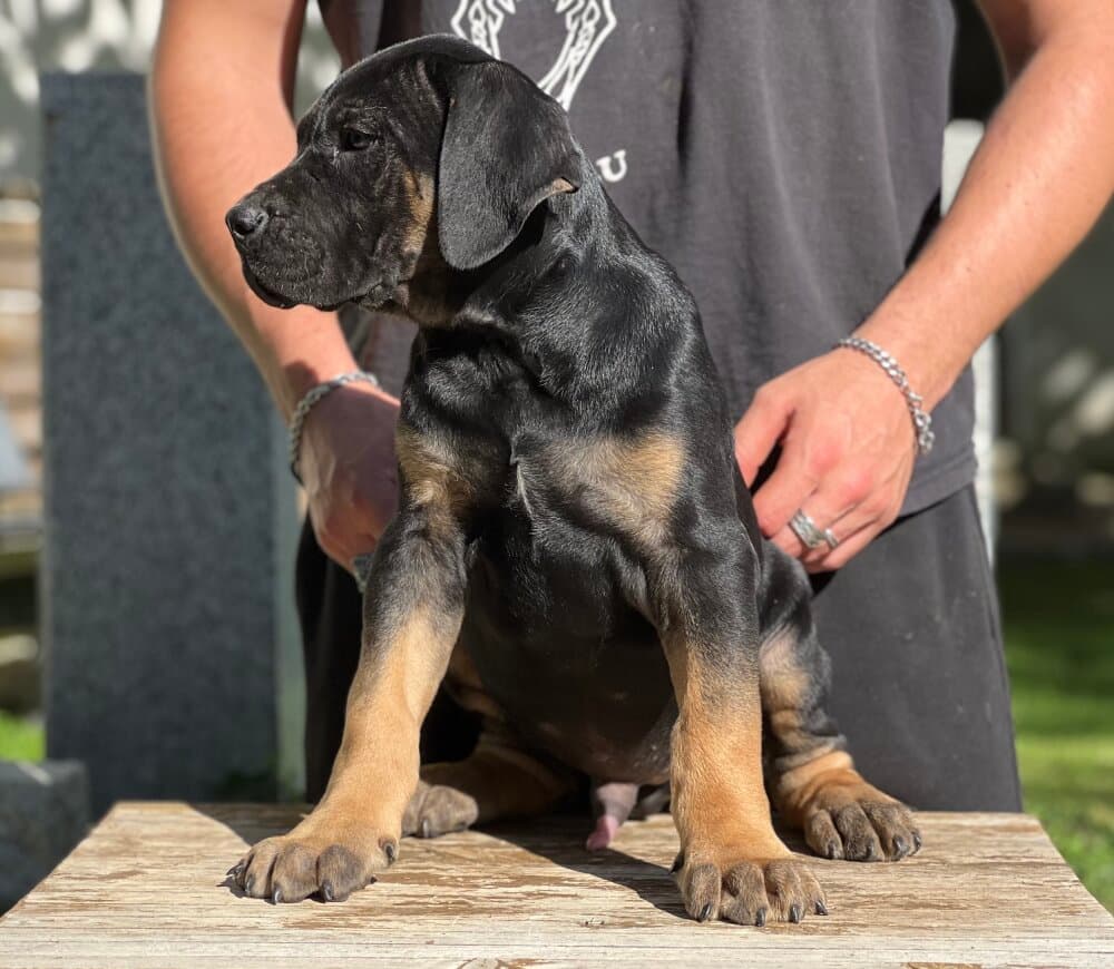 BISONTE DE KING ZULU 1