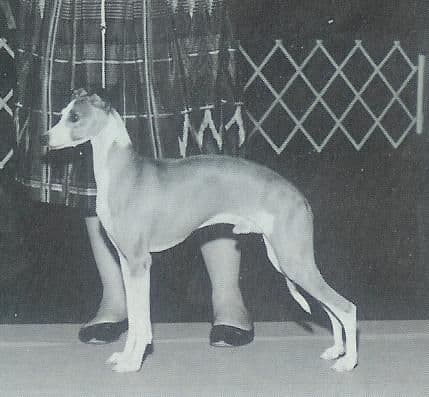 Ferazi Ringmaster 1