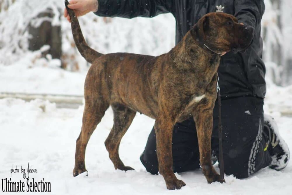 BIMBA 1