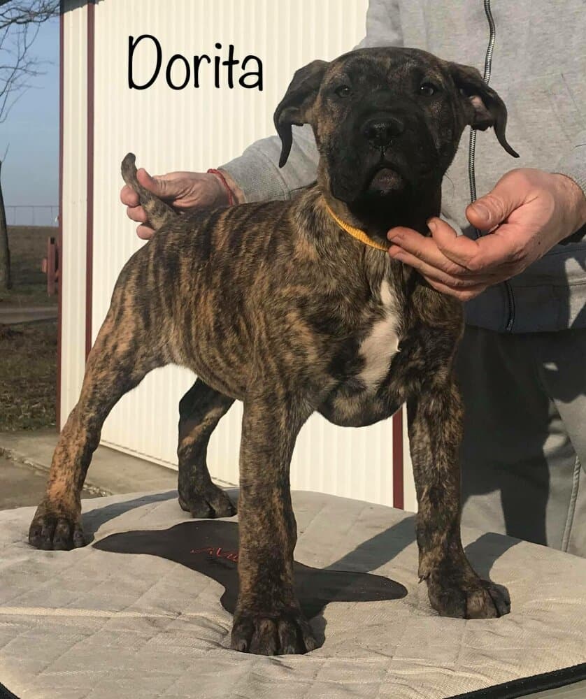 DORITA DE TIERRA GRANCAN 1