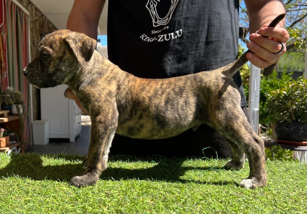 VARON DE KING ZULU 1