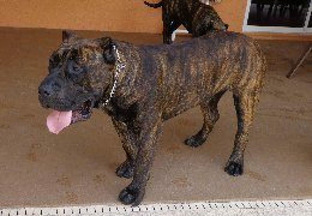 CABO DE AMERICAN BRED KENNEL 1