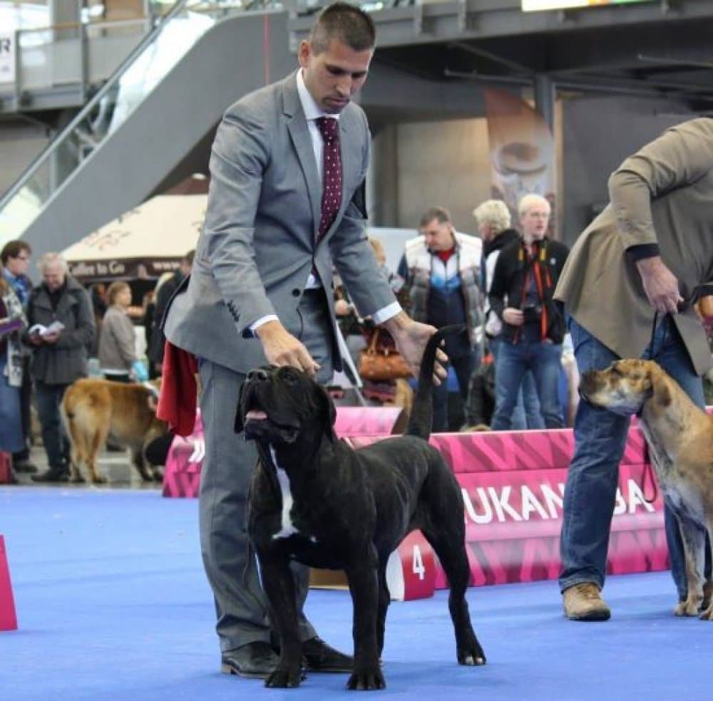 BOSS BULL CANARIO MYRA 1