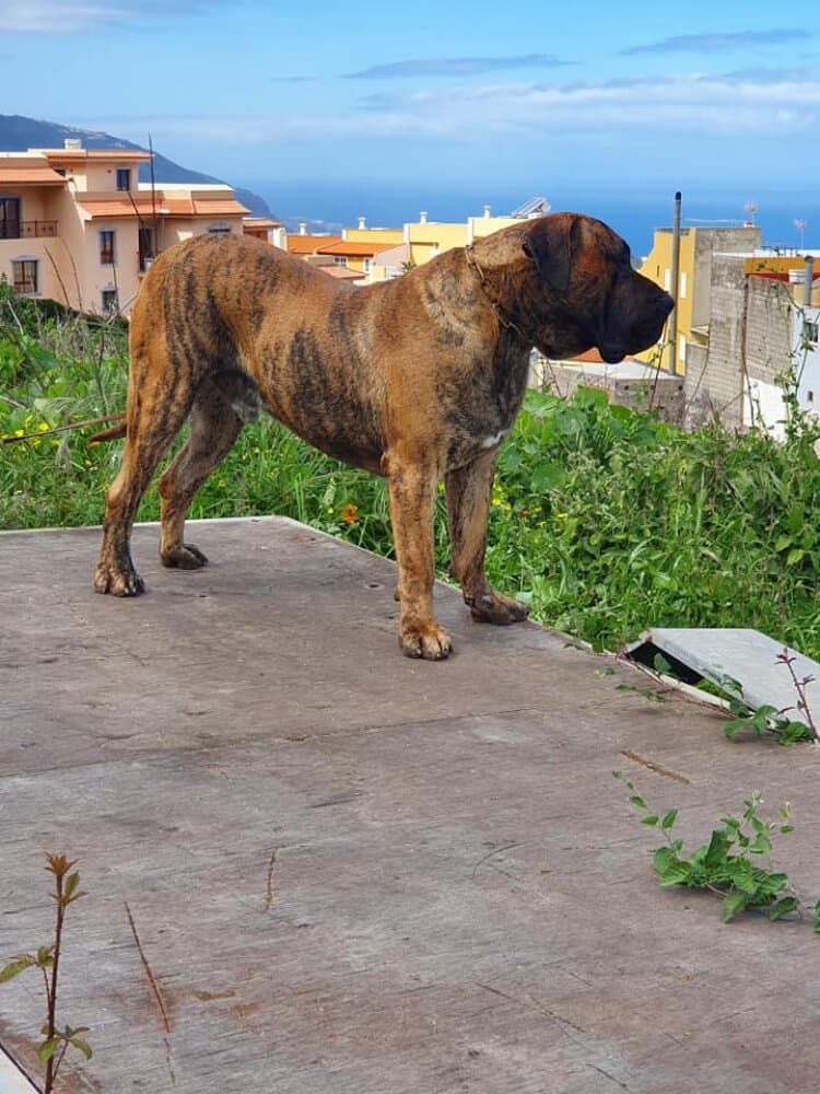 VERDUGO DE PRESAS DE LA OROTAVA 1