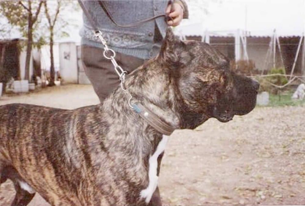 MENCEY ATLAS ASIO (ALI BABA) 1