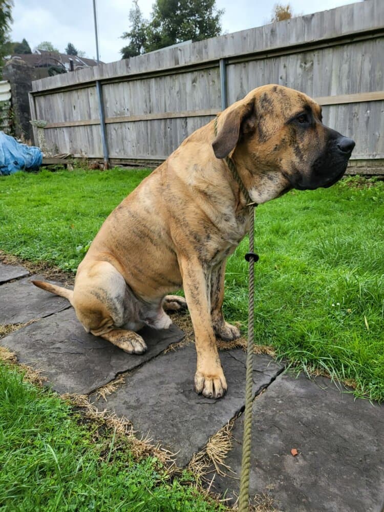 BOSS BULL CANARIO MAJOR 1
