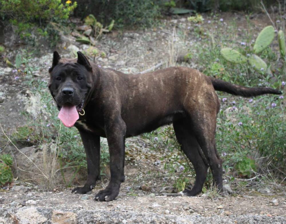 PANTERA DE LA ISLA DE LOS VOLCANES 1