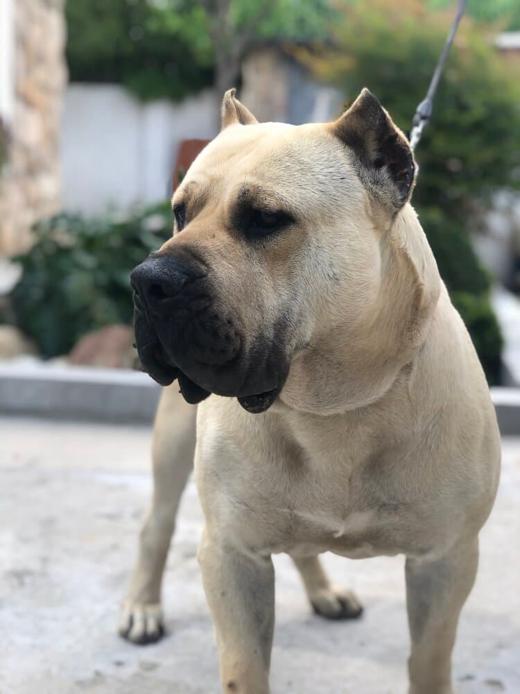 CANELO DE LOS MENCEYES 1