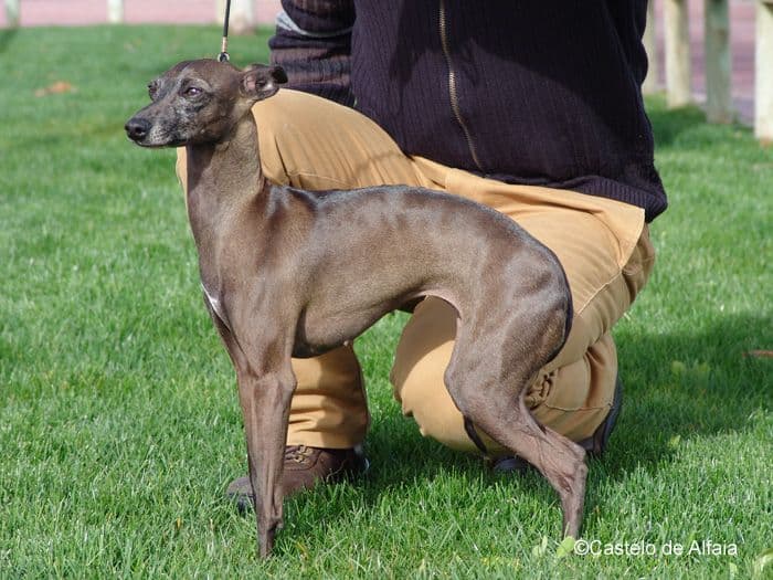 Skogsville's Every Inch A Lady 1