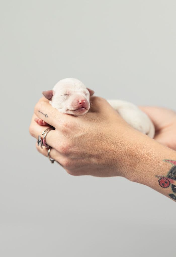 Chartbeat Flufinette' 1