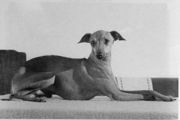 Philtre Little Ceasar 1