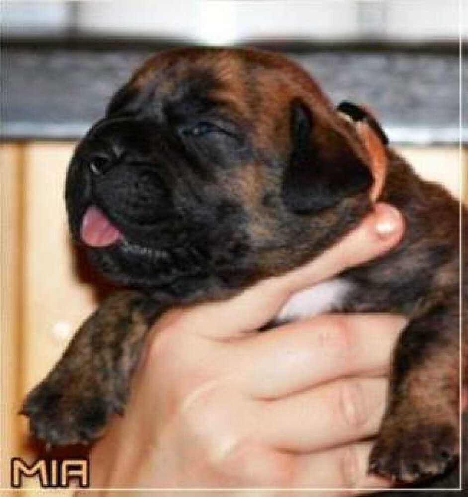 MIA NUESTRA SANGRE 1