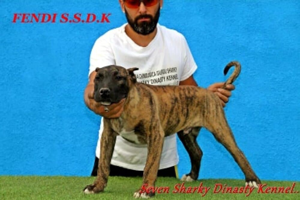 FENDI OF SEVEN SHARKY DINASTY 1