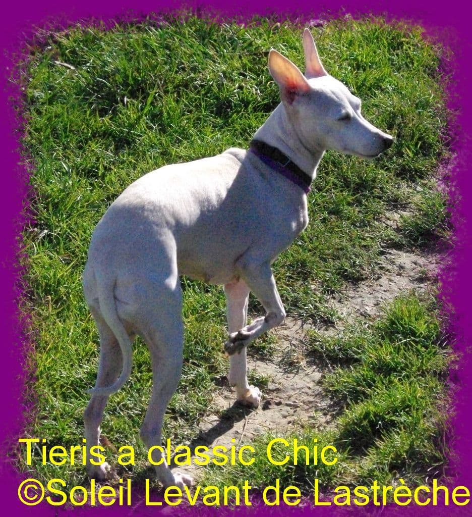 Tieris A Classic Chic 1