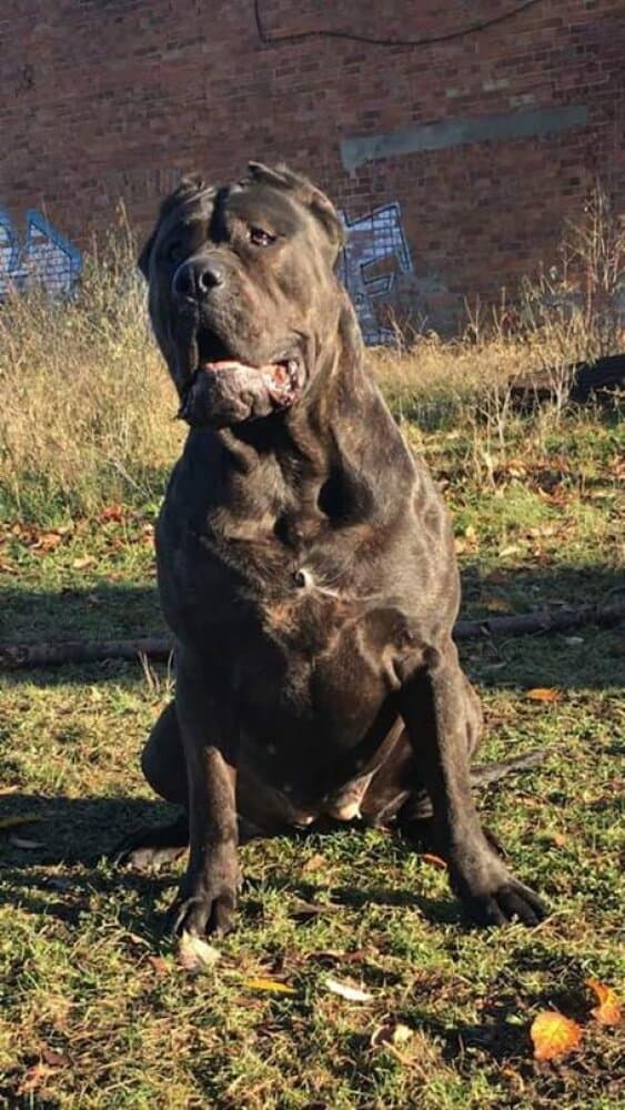 BOSS BULL CANARIO ODETT (ZULA) 1