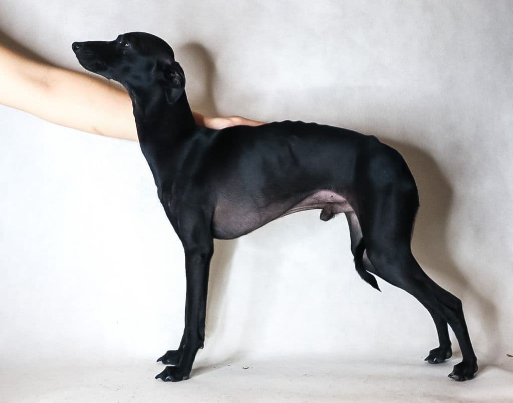 Paso Doble Super Charty 1