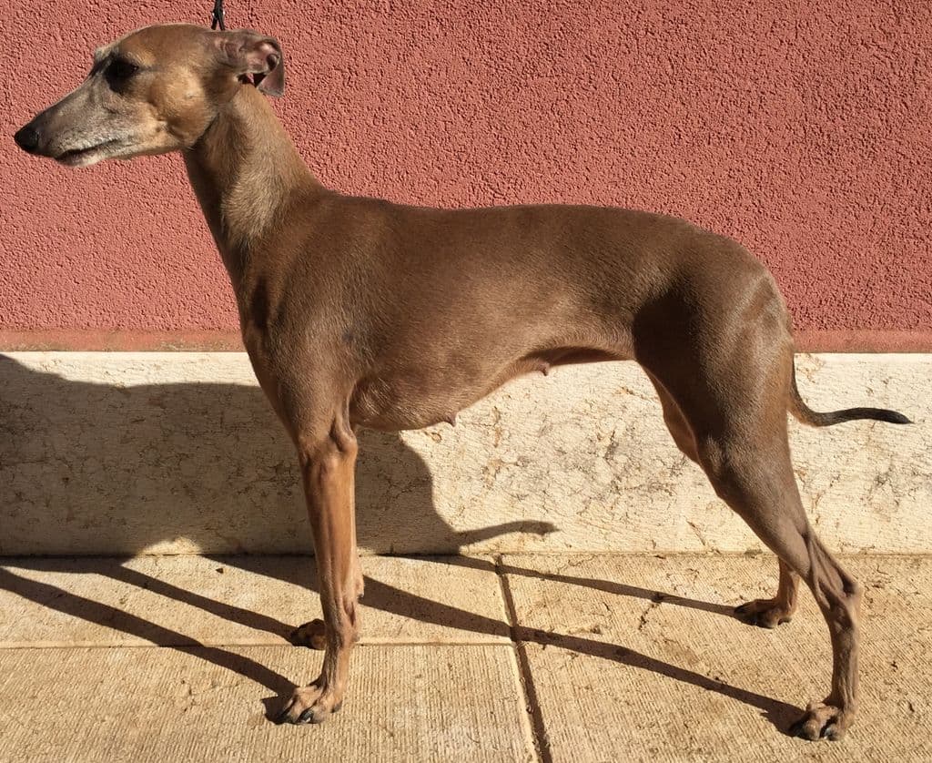 Okki Del Discoletto 1