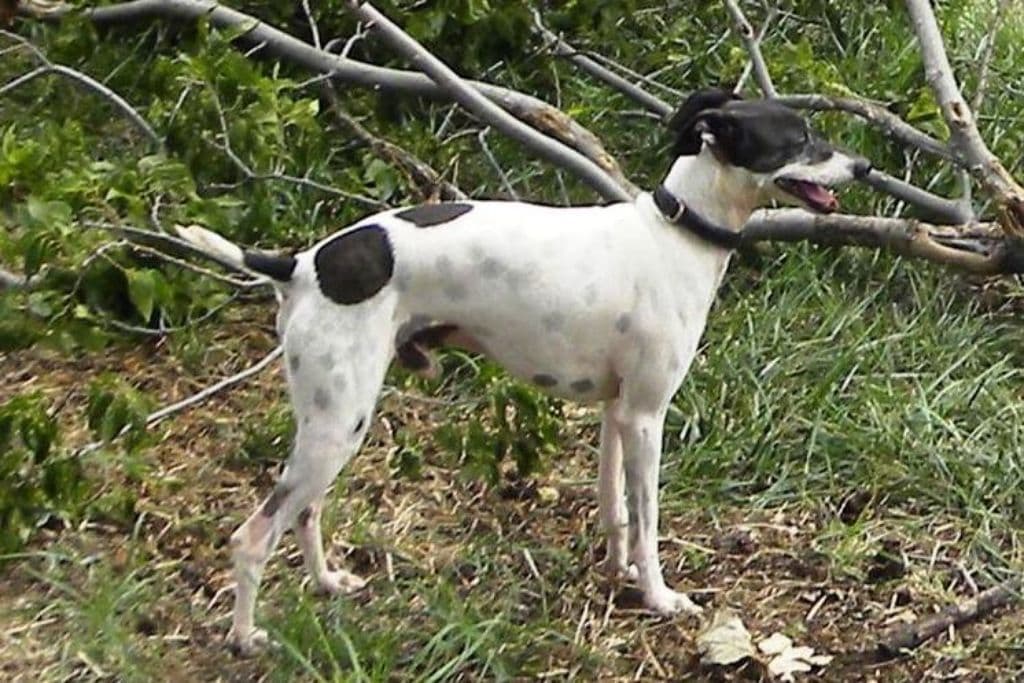 Marchwind Pepper Jack 1