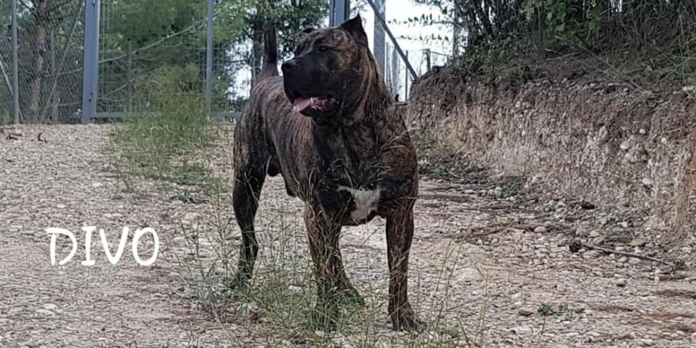 DIVO DE CASA DEL PRESA 1