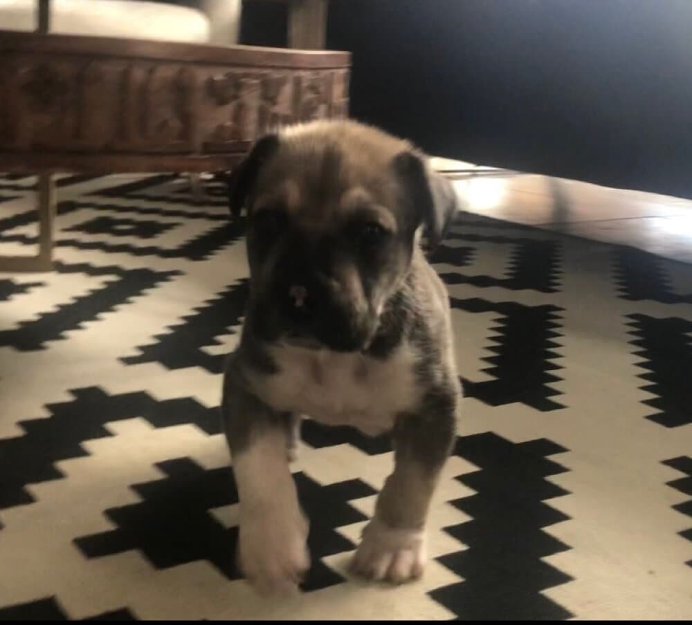 H’ SULTAN DE KING ZULU 1