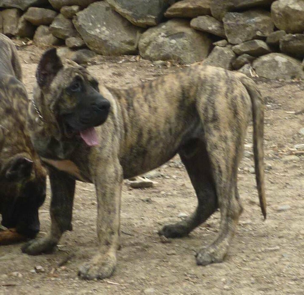 MENCEY DE LA ISLA DE LOS VOLCANES 1