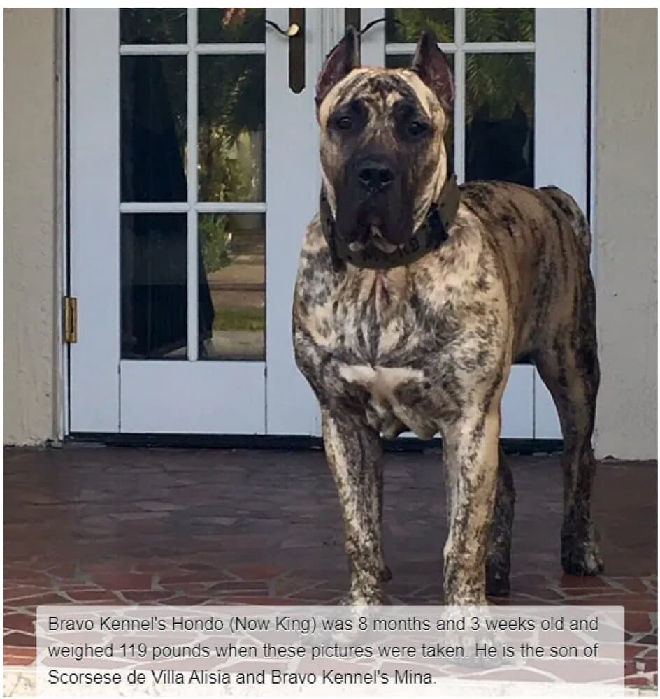 BRAVO KENNEL’S KING 1