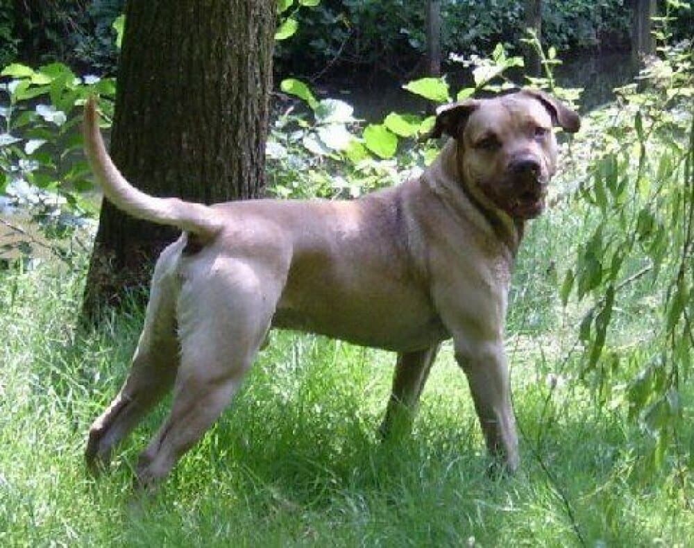 BLADE EL PERRO DIABLO 1