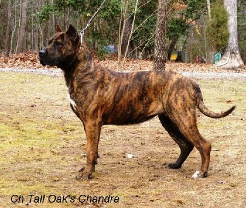 TALL OAK'S CHANDRA 1