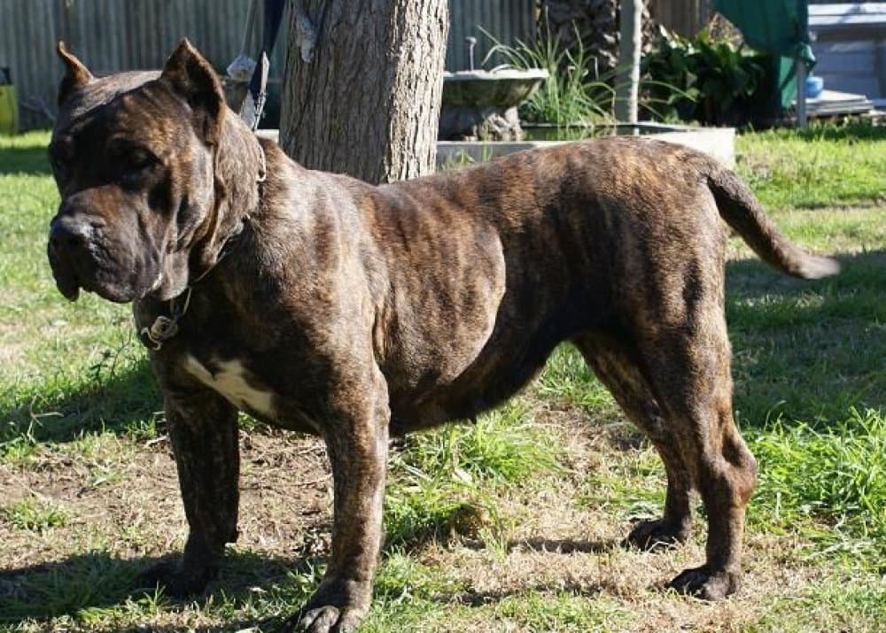 RIANA DE BARNACAN BULL 1
