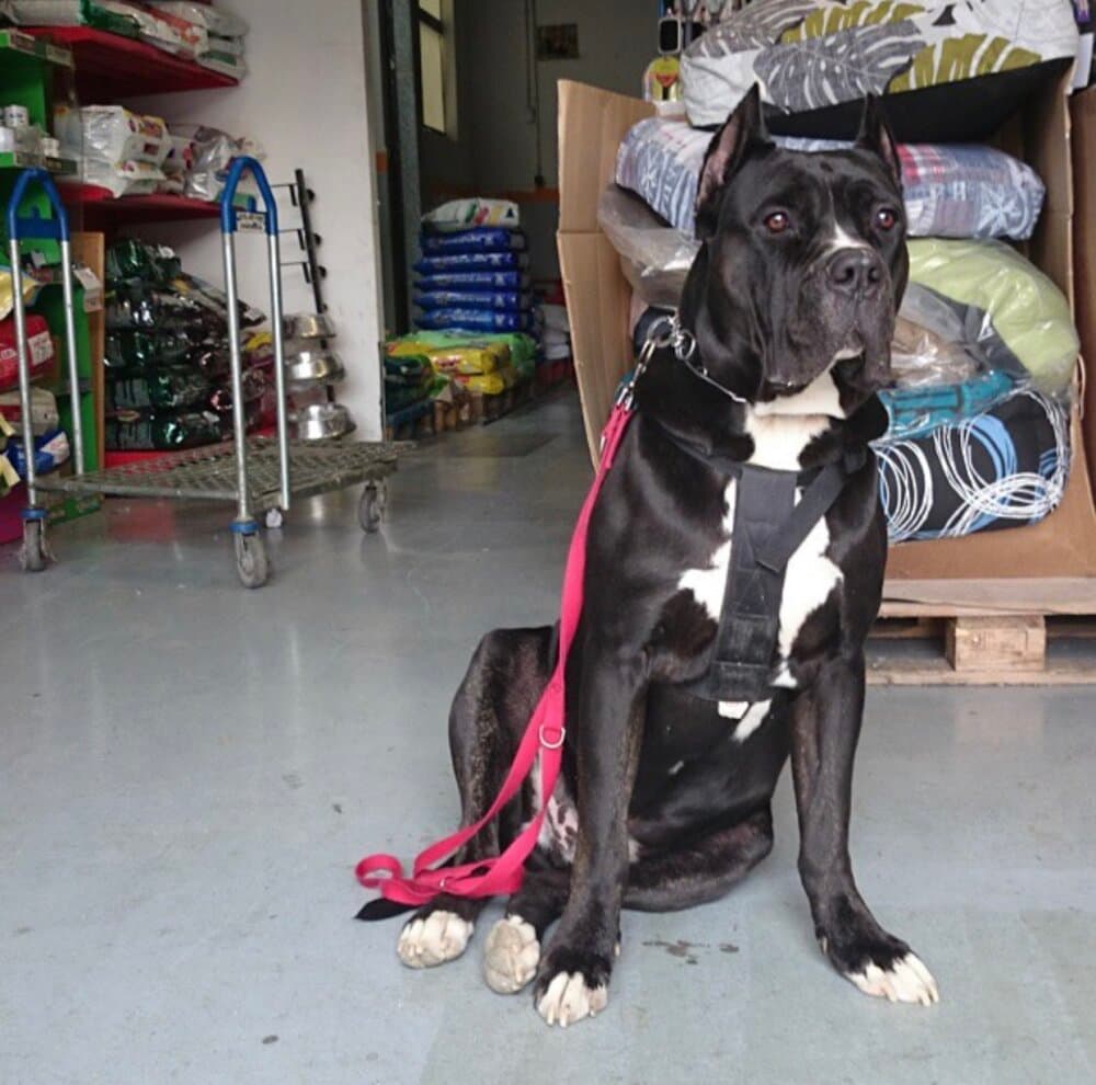 BACO DE KING ZULU 1