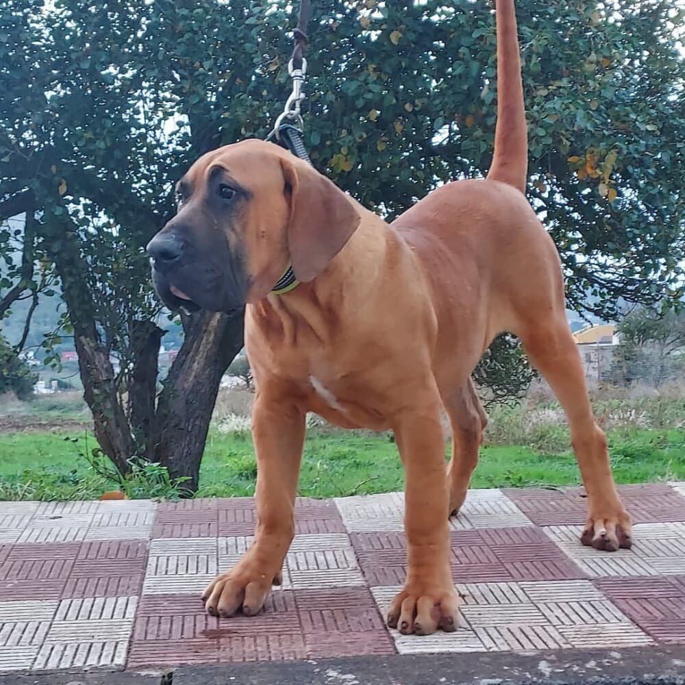 BORJE DE CRISDOCO 1