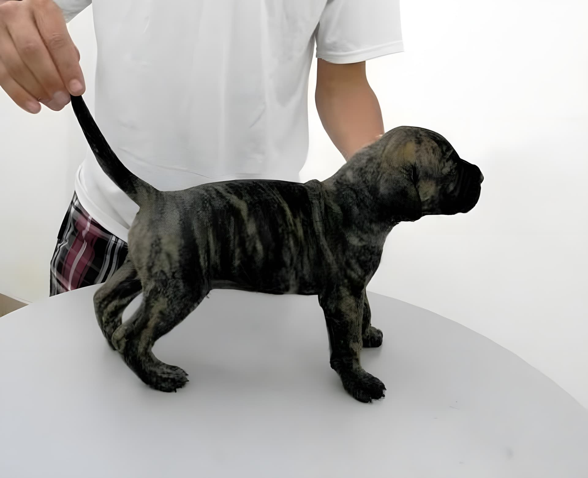 BRUTUS DE PEYRE KENNELS 1