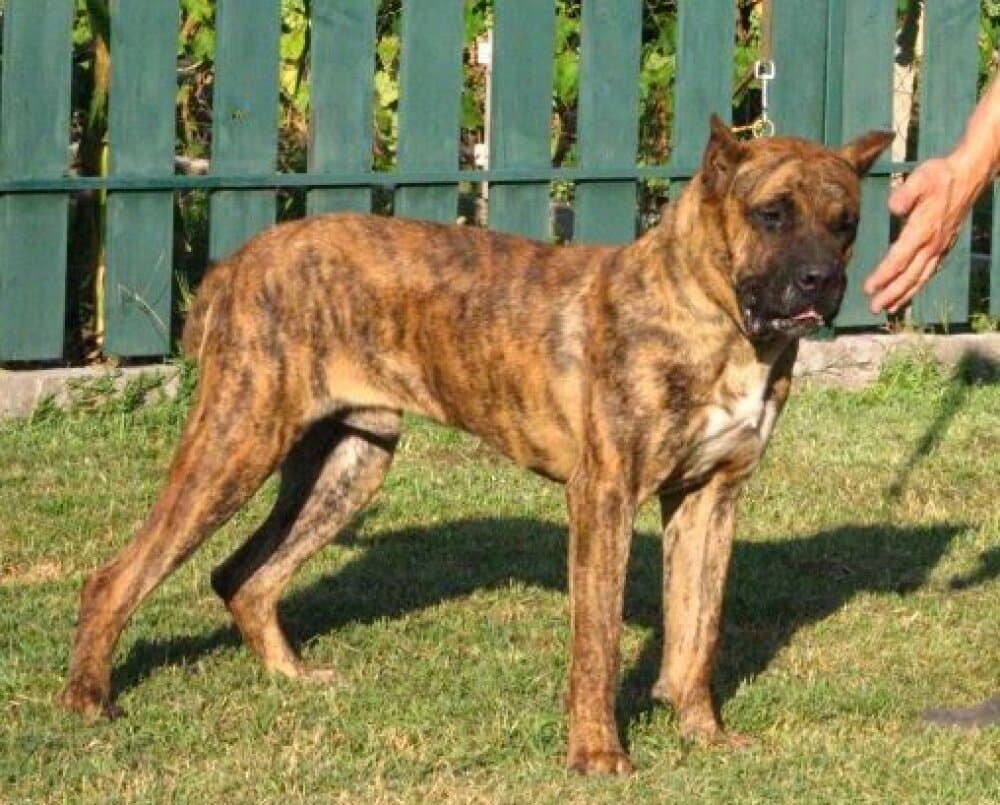 ROKO DE CIELO DE CANARIAS 1