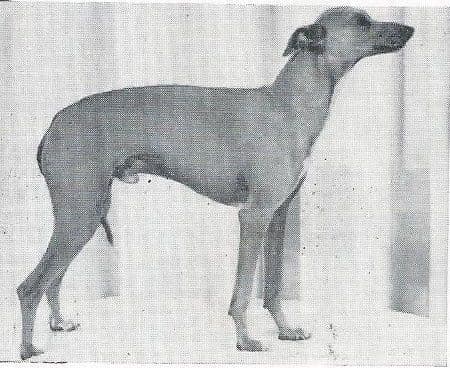 Procyon Of Ausonia 1